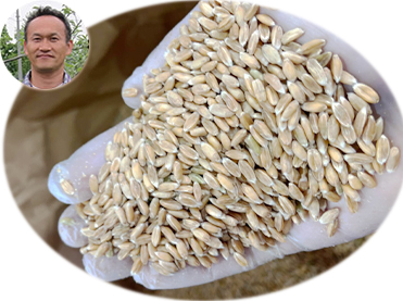 北海道　折笠農場産「有機スペルト小麦」(無農薬・無肥料自然栽培小麦）
有機JAS認定品